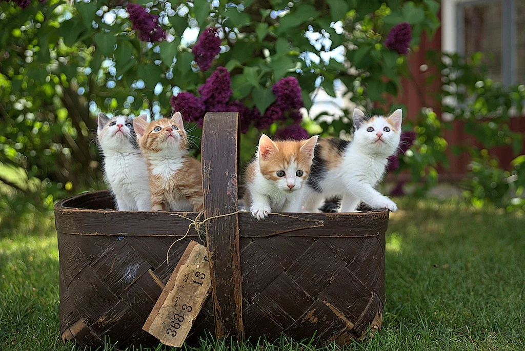 Cadeaus voor Kattenvrouwtjes, Photo by Jari Hytönen on Unsplash
